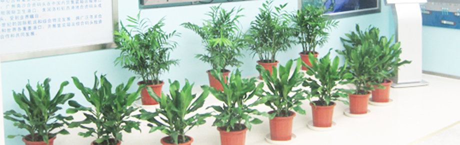 �����̻�ֲ��